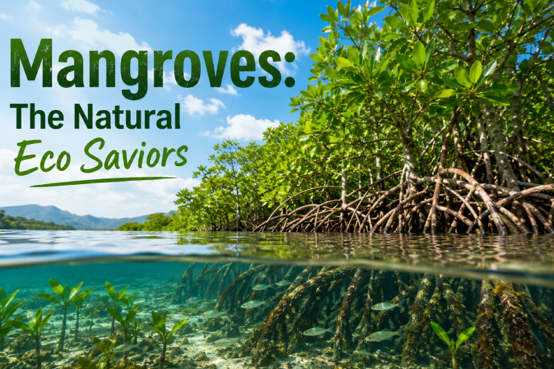 Mangroves: The Natural Eco Saviors